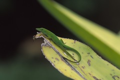 Anolis callainus