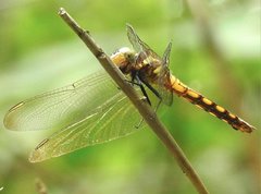 Orthetrum glaucum