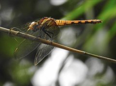 Orthetrum glaucum
