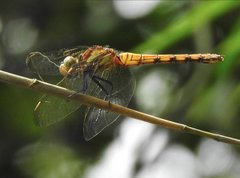 Orthetrum glaucum