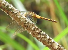 Orthetrum glaucum