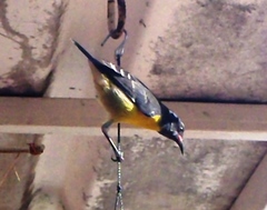 Coereba flaveola bartholemica