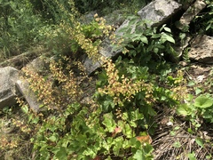 Heuchera alba