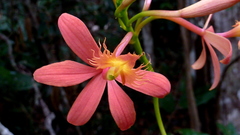 Epidendrum cinnabarinum