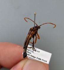 Strangalia virilis