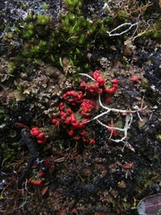 Cladonia lopezii
