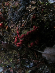 Cladonia lopezii