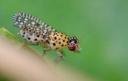 Poecilographa decora