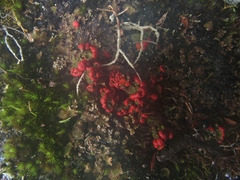 Cladonia lopezii