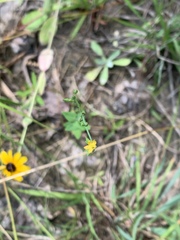 Hypericum gymnanthum