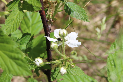 photo of Allegheny Blackberry (Rubus allegheniensis)