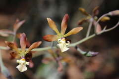 Prosthechea michuacana