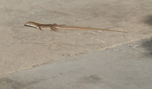 Aspidoscelis sonorae