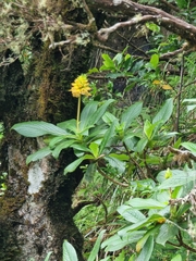 Digitalis sceptrum, photograph (c) Vítor Jorge, some rights reserved (CC BY)