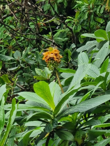 Digitalis sceptrum, photograph 4