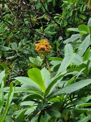 Digitalis sceptrum, photograph (c) Vítor Jorge, some rights reserved (CC BY)
