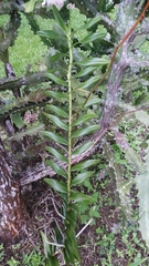Arachnis flos-aeris