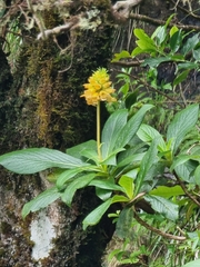 Digitalis sceptrum, photograph (c) Vítor Jorge, some rights reserved (CC BY)