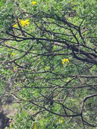 Image of Genista maderensis by (c) Vítor Jorge, some rights reserved (CC BY)