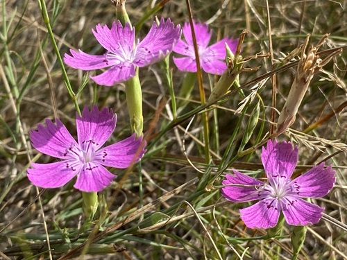 Image of Dianthus campestris by (c) Елена Патерикина, some rights reserved (CC BY)