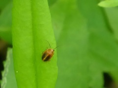 Prionocyphon limbatus
