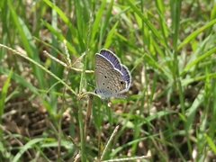 Hemiargus ceraunus astenidas