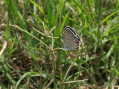 Hemiargus ceraunus astenidas