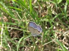 Hemiargus ceraunus astenidas