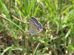 Hemiargus ceraunus astenidas