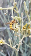 Crioscolia flammicoma