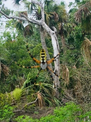 Argiope aurantia image