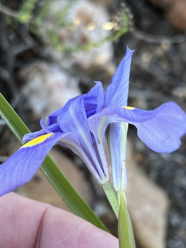 Image of Moraea polystachya by (c) Dave U, some rights reserved (CC BY-SA)