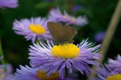 Satyrium liparops fletcheri