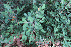 Berberis wilcoxii