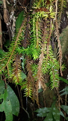 Phlegmariurus phlegmaria