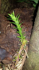 Phlegmariurus phlegmaria