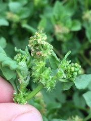 Rumex spinosus