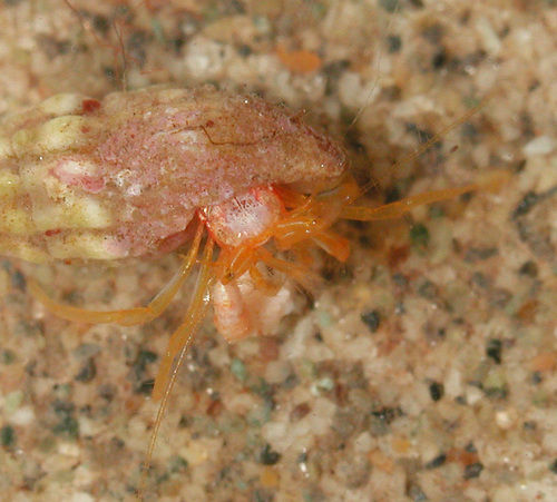 Pygmaeopagurus hadrochirus observed 2004-10-15