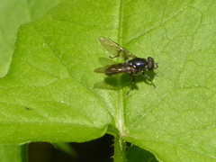 Chalcosyrphus