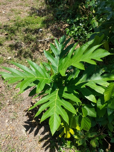 Artocarpus treculianus