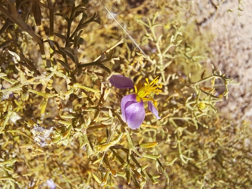 Image of Fagonia sinaica by (c) Noeleen du Toit, some rights reserved (CC BY-SA)
