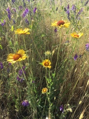 Gaillardia aristata