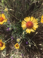 Gaillardia aristata