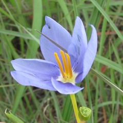 Nemastylis geminiflora