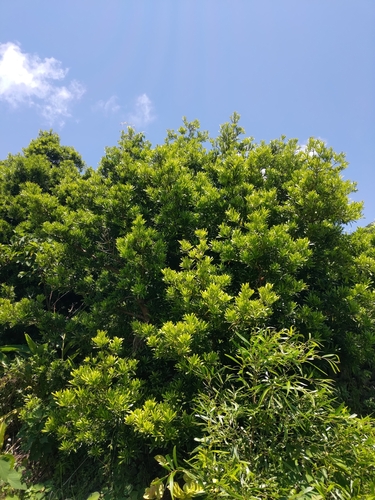 Podocarpus costalis