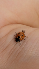 Coccinella algerica