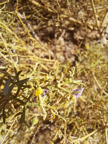 Image of Fagonia sinaica by (c) Noeleen du Toit, some rights reserved (CC BY-SA)
