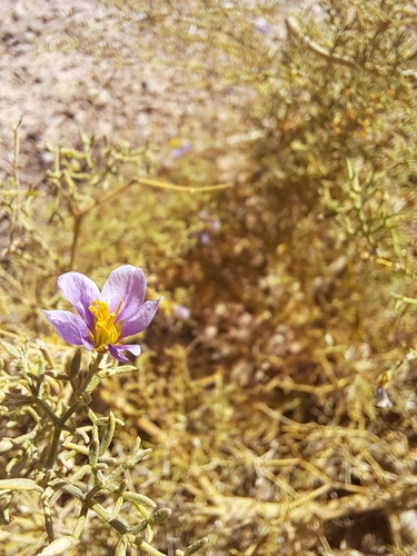 Image of Fagonia sinaica by (c) Noeleen du Toit, some rights reserved (CC BY-SA)
