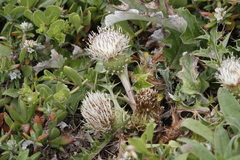 Cirsium quercetorum