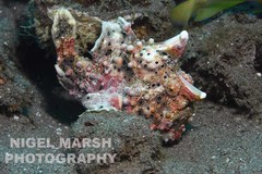 Antennarius maculatus